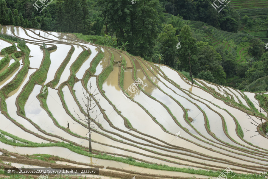 元阳梯田