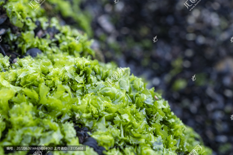 海边礁石上绿色的海菜海藻