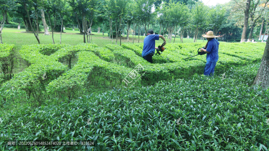 绿植维护工人作业