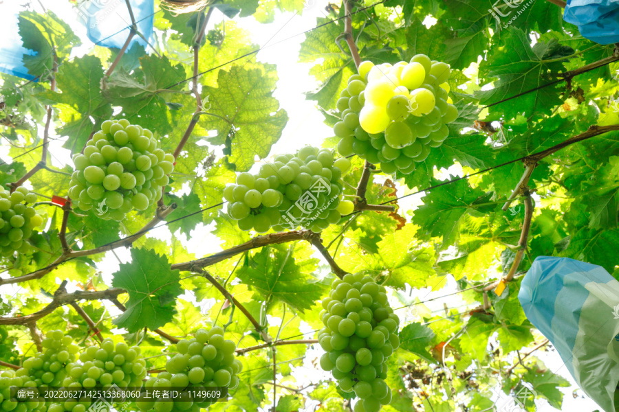 阳光玫瑰青提种植基地