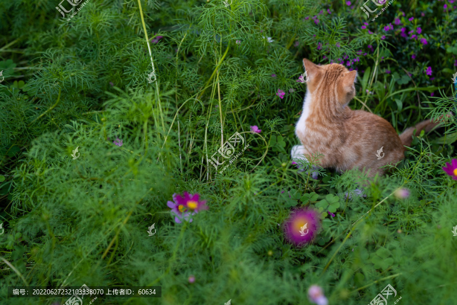 花猫