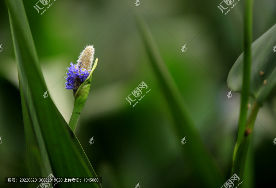 雨久花