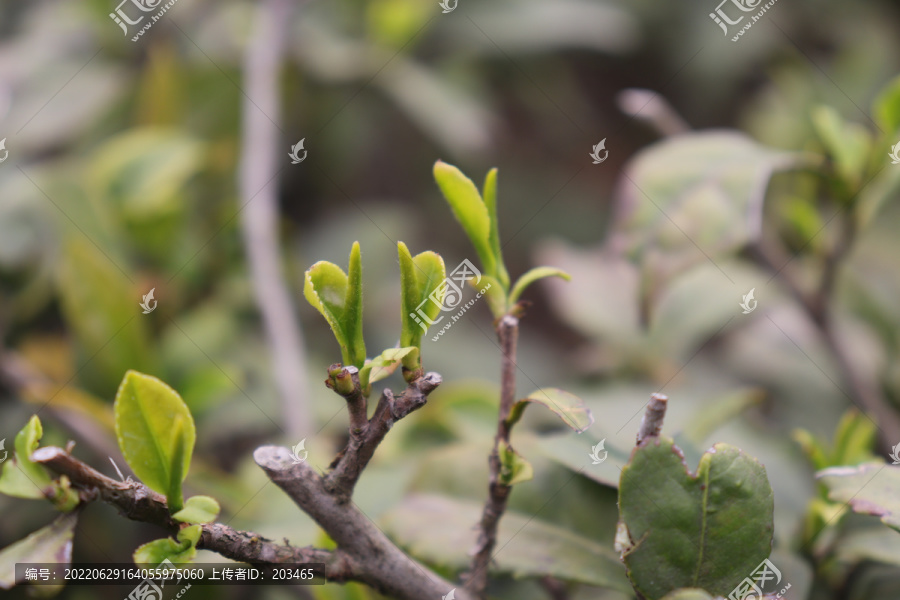 信阳毛尖茶园茶树茶叶