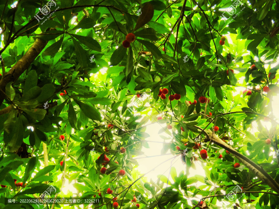 夏天杨梅树红果子果实