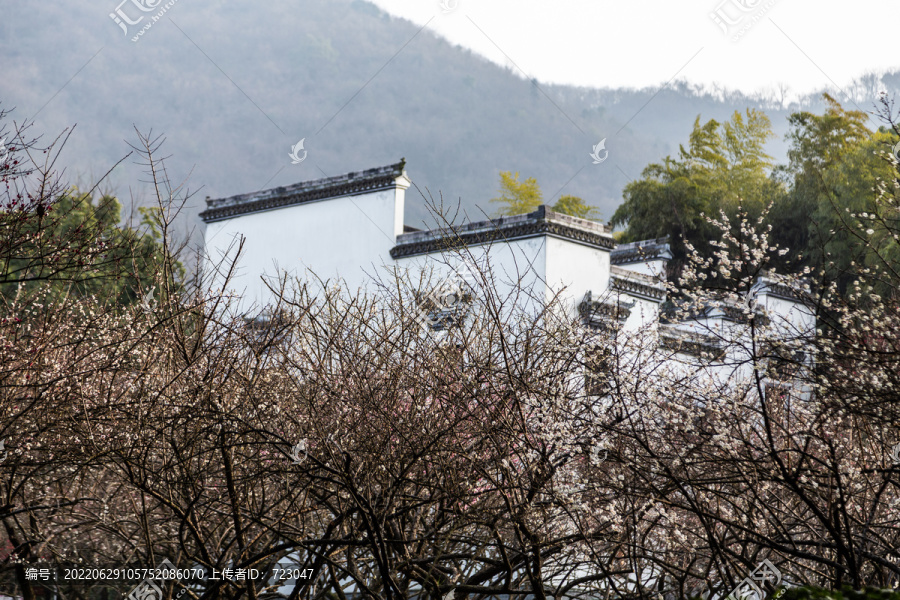 杭州超山探梅