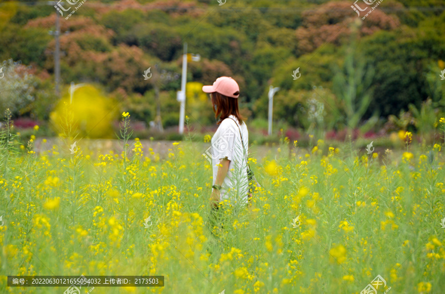 油菜花