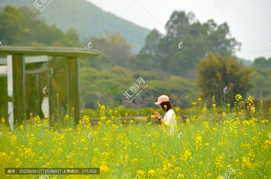 油菜花