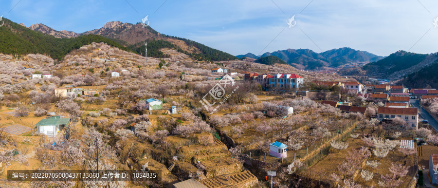 崂山北宅樱桃园