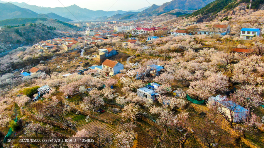 崂山樱桃园