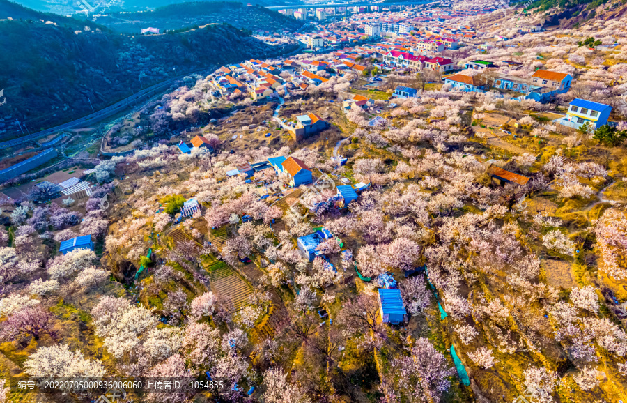 崂山北宅樱桃园