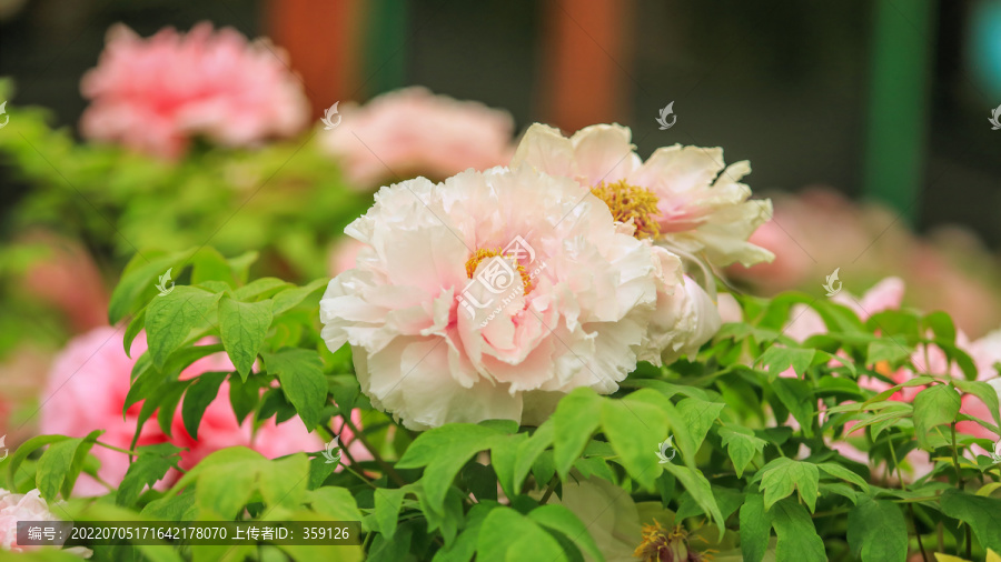 花竸牡丹花