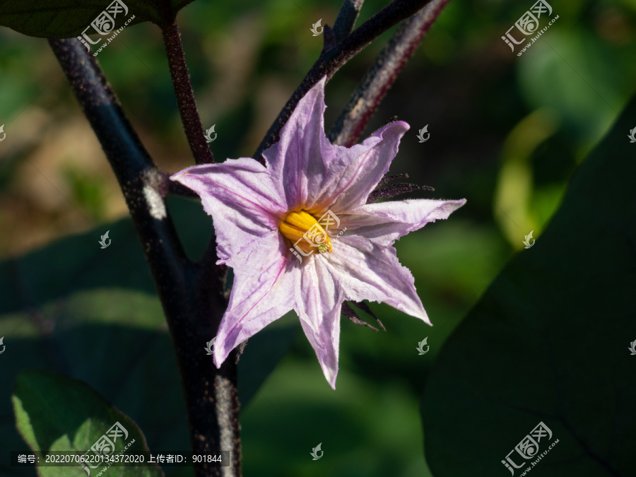 农作物茄子的开花期