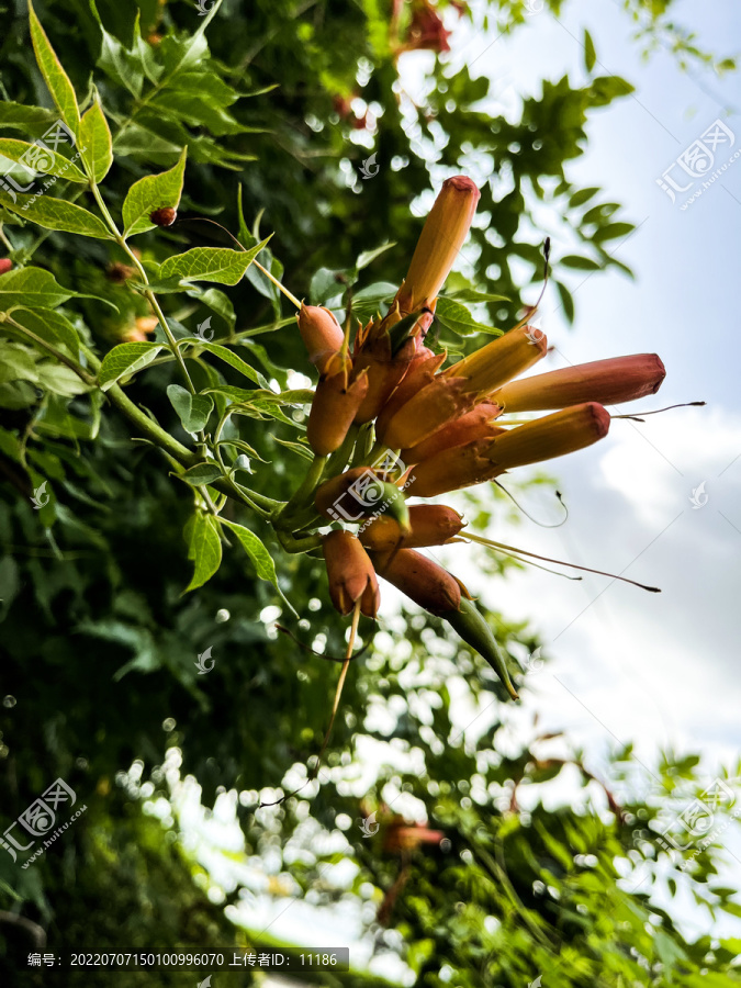 凌霄花花苞含苞待放