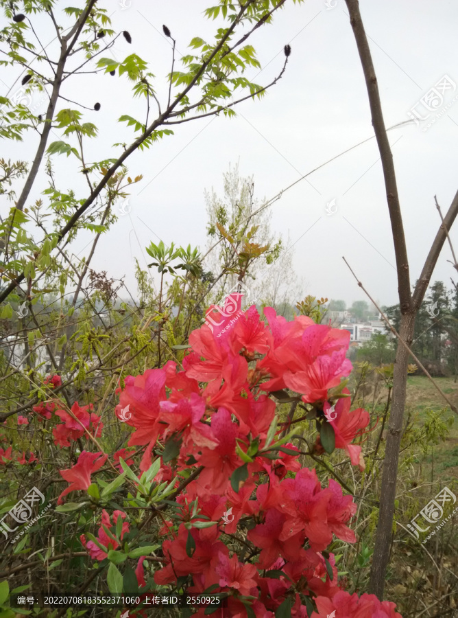 雨中杜鹃花