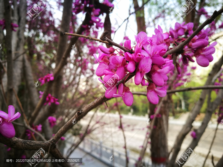 春天的紫荆花