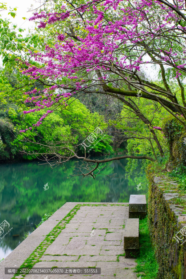 浴鹄湾春景