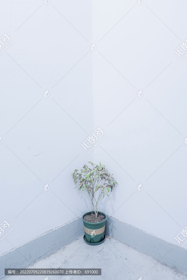 楼梯拐角被扔的盆栽