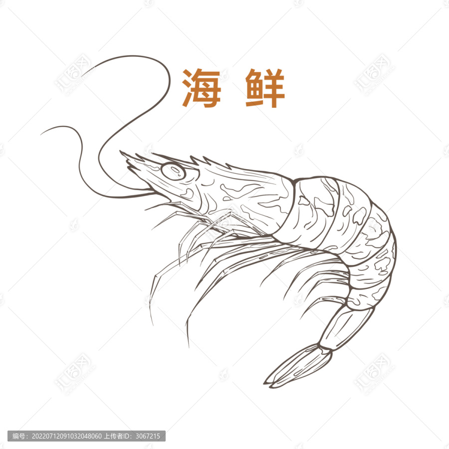虾海鲜干货食材火锅手绘线稿