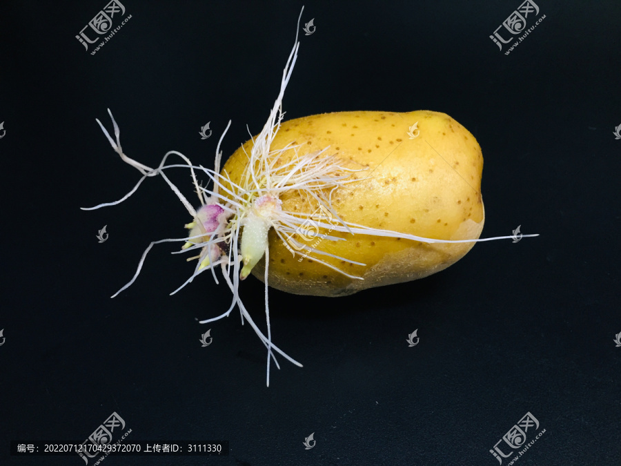 发芽的土豆