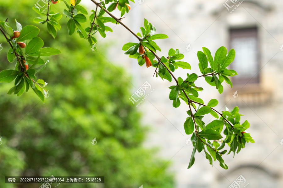 石榴花开夏季花卉