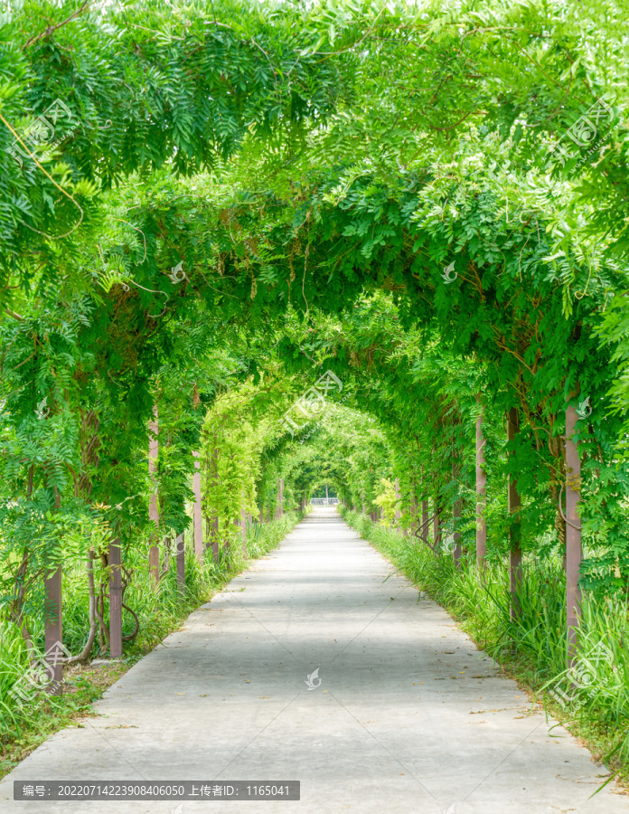 绿植隧道