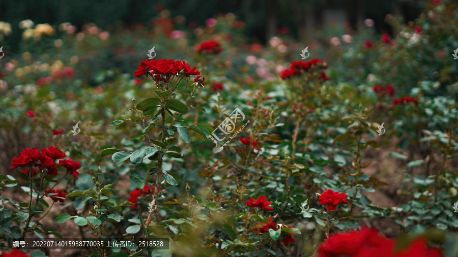 红色月季花花开