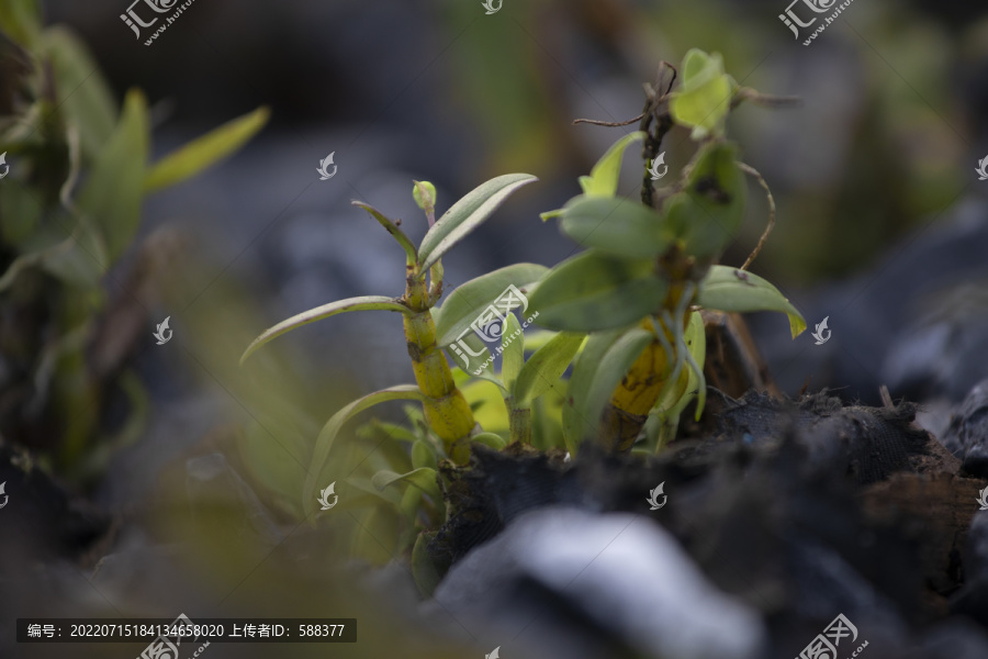 人工种植繁殖铁皮石斛基地