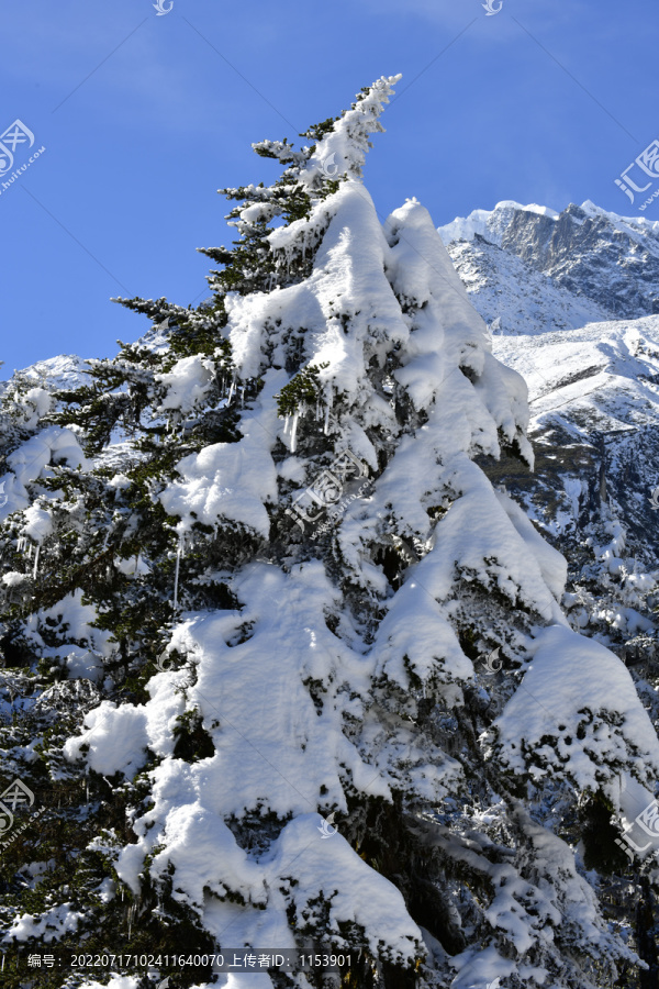 杉松积雪