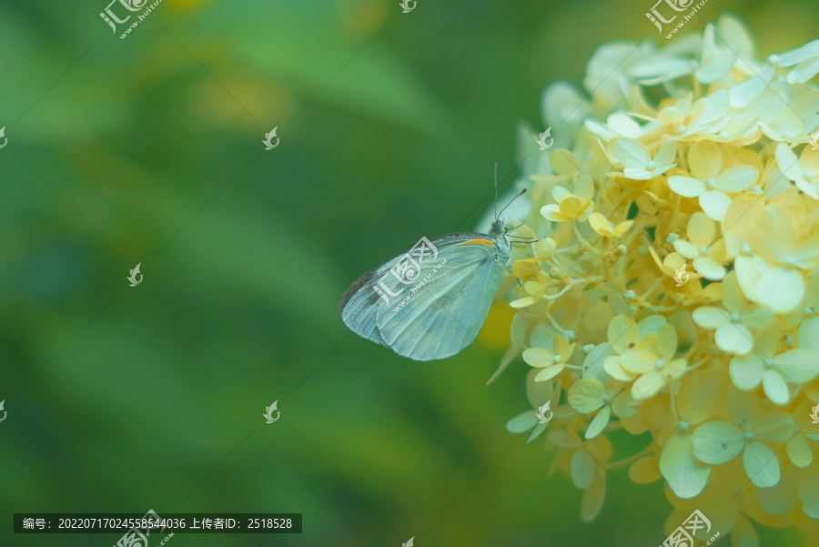 绣球花和蝴蝶油画风