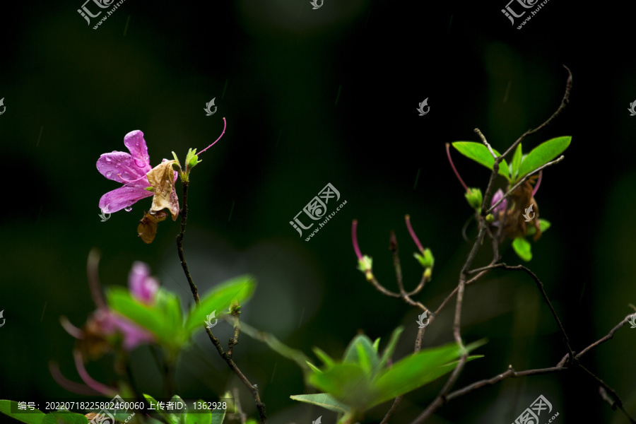 杜鹃花