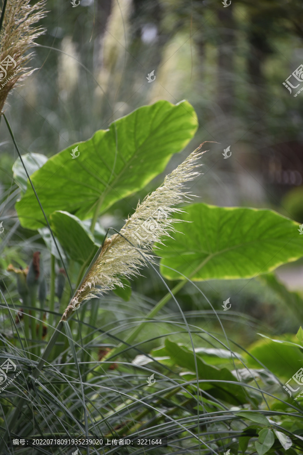 水生植物