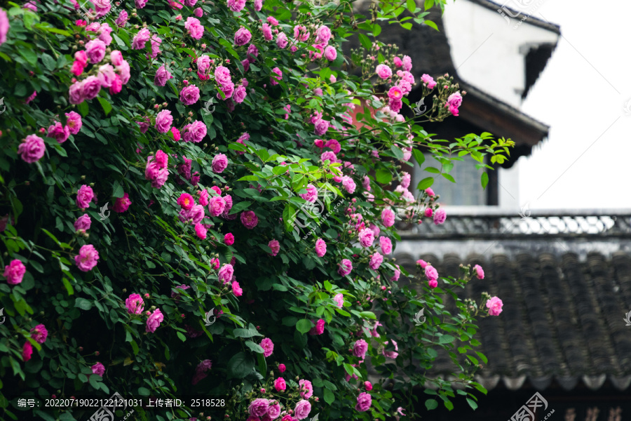 春天户外蔷薇花