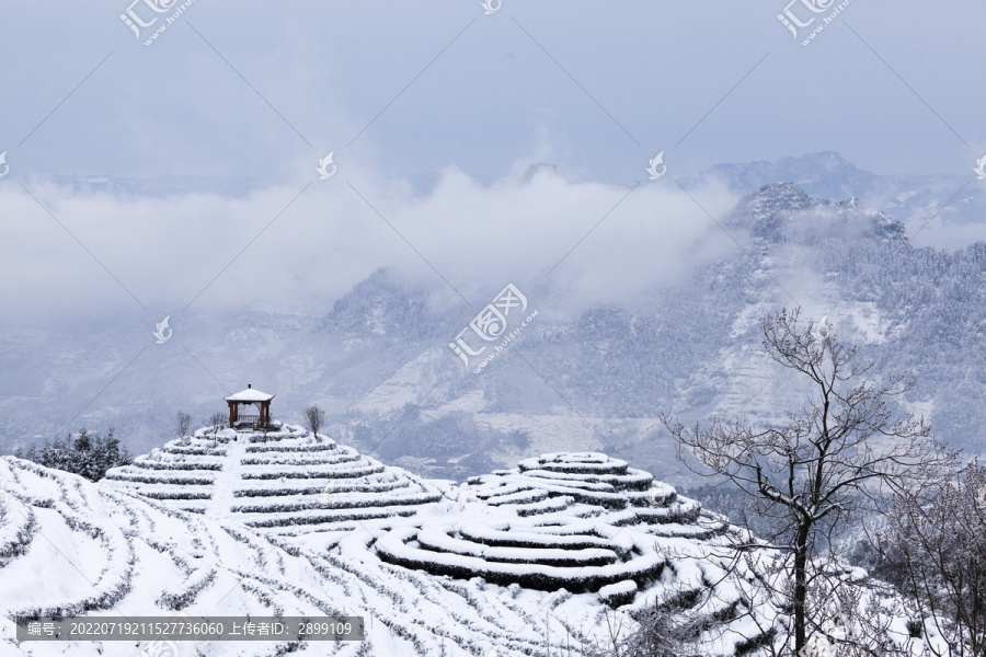 四川宜宾冬季鹿鸣茶山风光