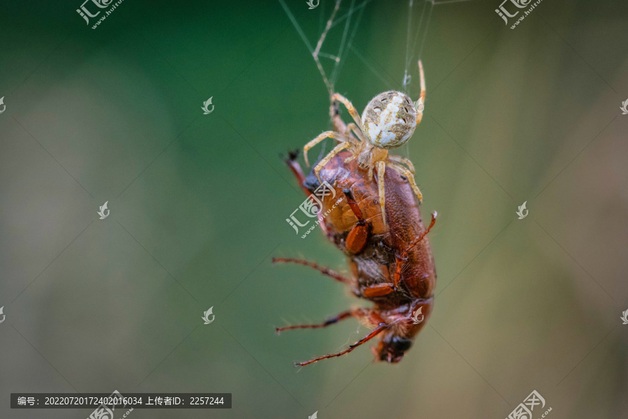 蜘蛛捕食