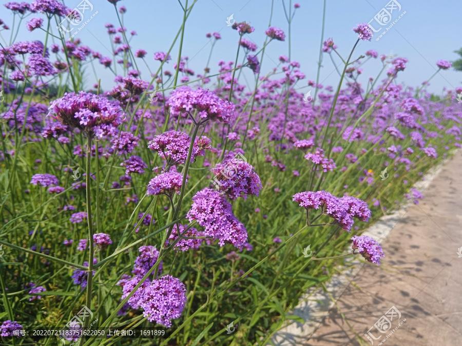 紫色花海