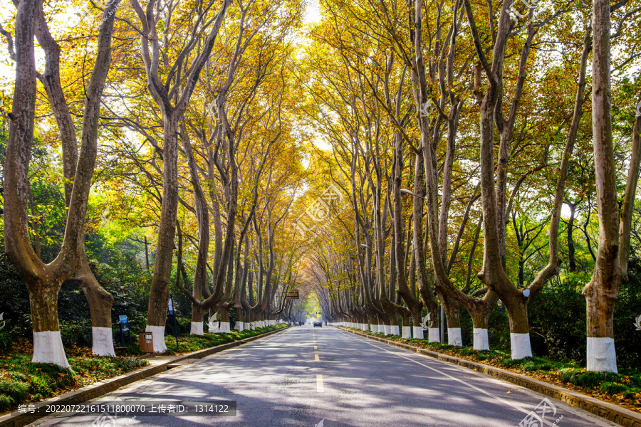 南京梧桐树大道秋色秋景