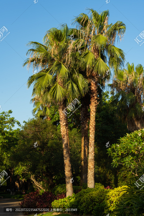 椰树景观