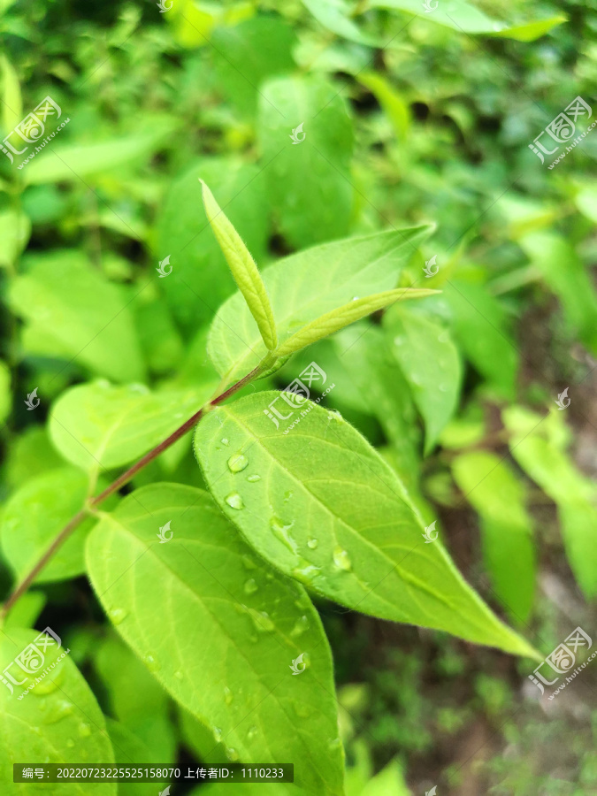 雨滴