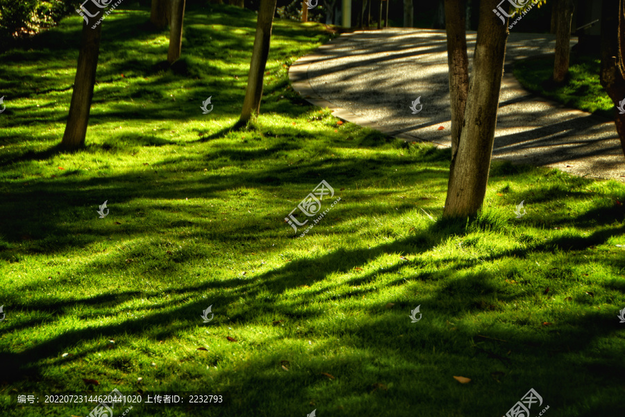 阳光草地与树林