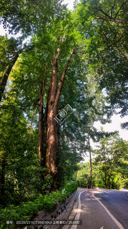 云峰寺千年银杏树