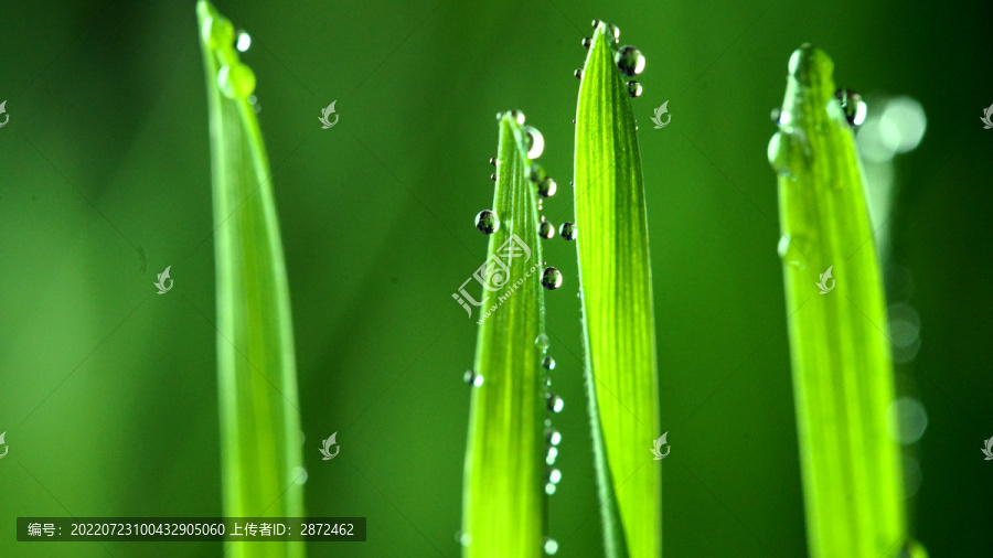 小麦发芽了