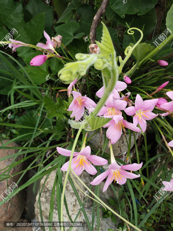 粉色水仙花