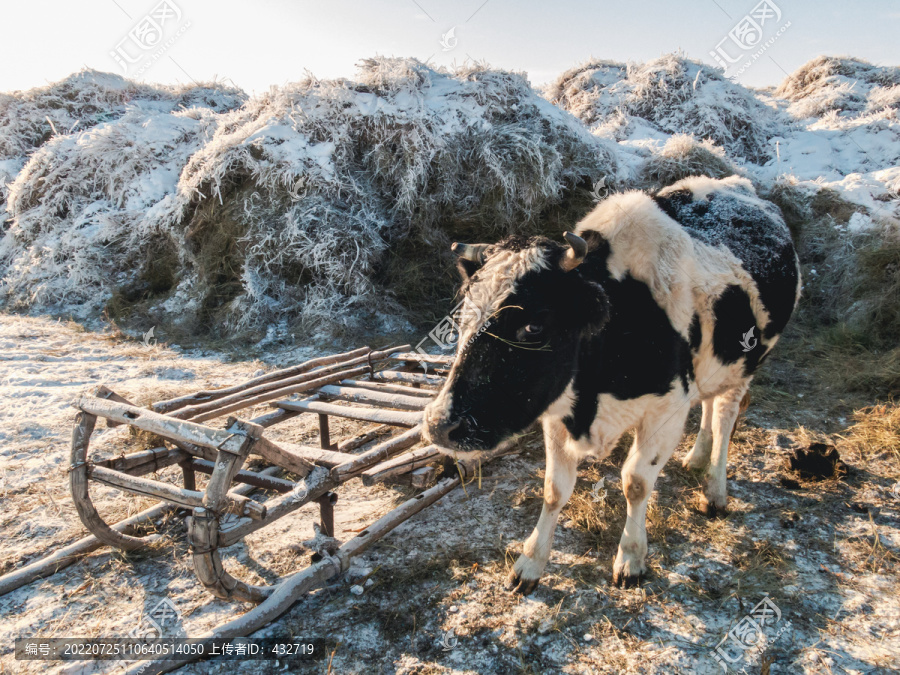 草堆奶牛养殖