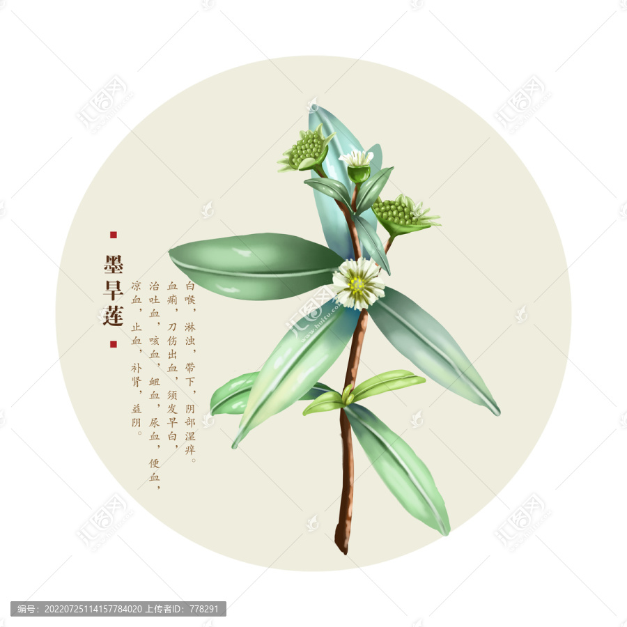 墨旱莲