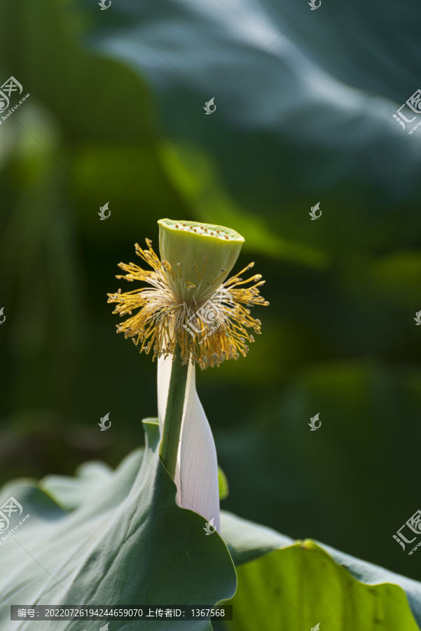 实拍荷花图片