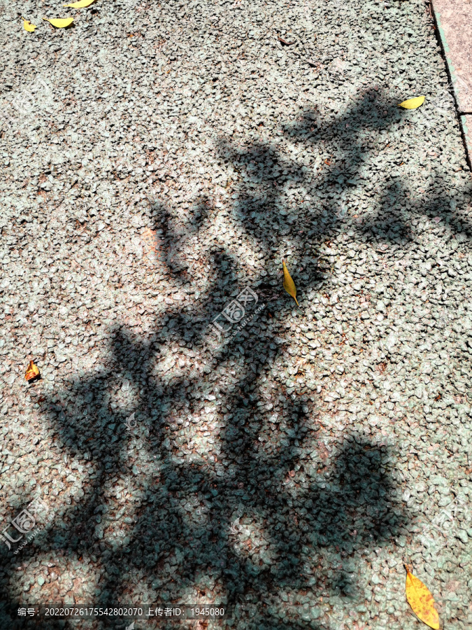 地面阳光树影
