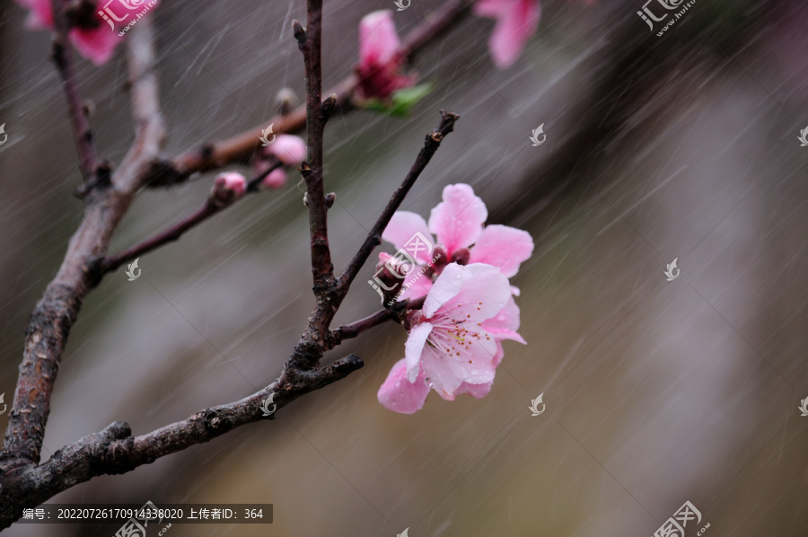 桃花雨