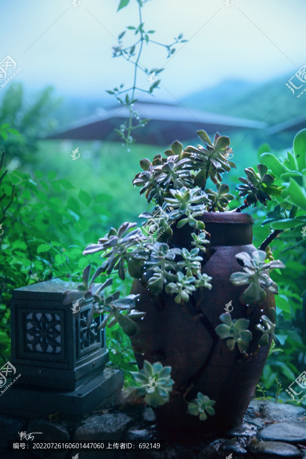 多肉植物