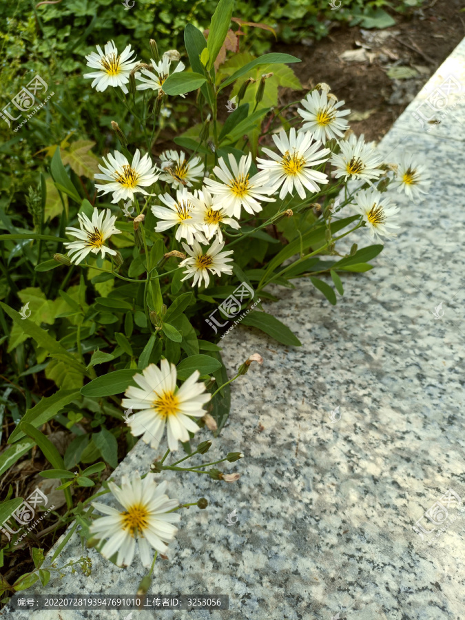 白色小野菊花