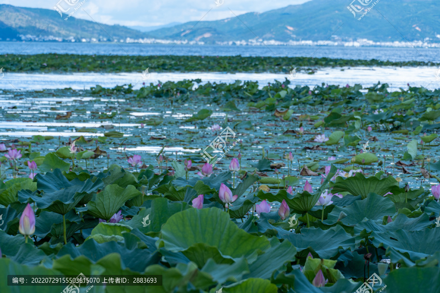 石屏异龙湖风光